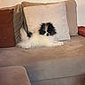 dog, couch, indoor, pet, fluffy, black_and_white, pillow, relaxed, living_room, furniture, small_dog, domestic_animal, cute, seated, cozy, home, companion, resting, animal, canine