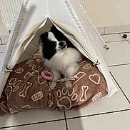 Mia a rejoint le concours — aidez-le/la à gagner de superbes lots ! dog, small_dog, black_and_white, fluffy, tent, blanket, paw_prints, bones, toy, indoor, floor_tiles, radiator, pet, cozy, cute, animal, playing, resting, home, canine