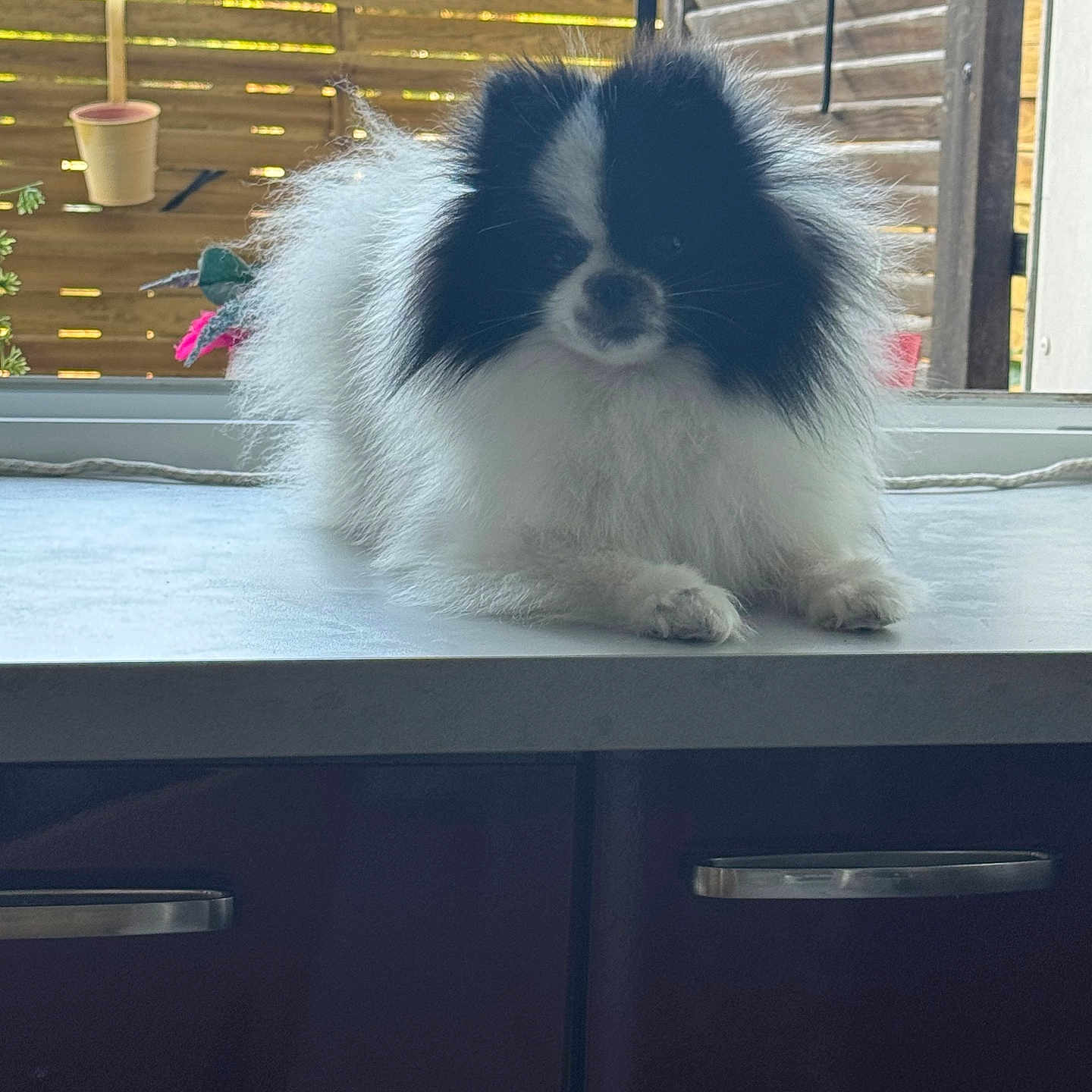 Mia