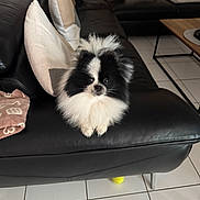 Mia a rejoint le concours — aidez-le/la à gagner de superbes lots ! animal, black_and_white, blanket, couch, cozy, dog, fluffy, fur, home, indoor, leather, living_room, pet, pillows, pomeranian, relaxing, small_dog, table, tennis_ball, tile_floor