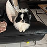 animal, black_and_white, blanket, couch, cozy, dog, fluffy, fur, home, indoor, leather, living_room, pet, pillows, pomeranian, relaxing, small_dog, table, tennis_ball, tile_floor