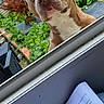 dog, window, garden, greenery, tree, curious, brown_dog, white_dog, head_tilt, page, text, reading, outdoor, indoor, glass, nature, plants, fence, animal, pet