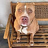 dog, pitbull, bench, wooden_bench, pet, animal, brown_dog, indoor, floor, tile_floor, collar, looking_up, cute, canine, domestic_animal, face, ears, paw, fur, pet_care