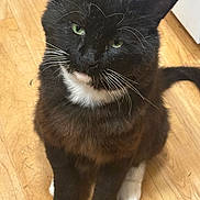 Gordilobo joined the competition — help win amazing prizes! cat, tuxedo_cat, black_cat, white_paws, green_eyes, whiskers, feline, pet, animal, sitting, portrait, close_up, indoor, wooden_floor, hardwood, fur, ears, tail, cute, grumpy
