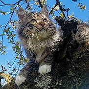 Roots participe au concours pour gagner de l'argent avec cette photo : animal, blue_sky, branch, cat, closeup, curious, daylight, feline, flowering_tree, fluffy, moss, nature, outdoor, paws, pet, sky, tabby, tree, whiskers, wildlife