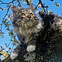 animal, blue_sky, branch, cat, closeup, curious, daylight, feline, flowering_tree, fluffy, moss, nature, outdoor, paws, pet, sky, tabby, tree, whiskers, wildlife