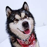 Mahalo participe au concours pour gagner de l'argent avec cette photo : dog, husky, snow, red_bandana, outdoor, pet, animal, winter, fur, tongue_out, happy, cute, portrait, cold, smiling, nature, canine, fluffy, walking, snowy