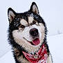 animal, canine, cold, cute, dog, fluffy, fur, happy, husky, nature, outdoor, pet, portrait, red_bandana, smiling, snow, snowy, tongue_out, walking, winter