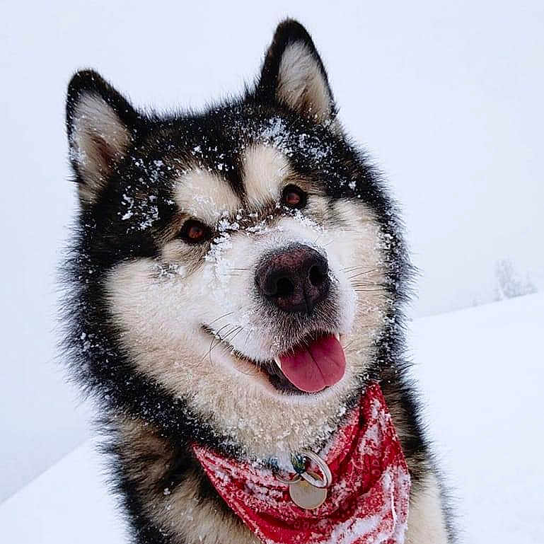 Mahalo participe au concours pour gagner de l'argent avec cette photo : animal, canine, cold, cute, dog, fluffy, fur, happy, husky, nature, outdoor, pet, portrait, red_bandana, smiling, snow, snowy, tongue_out, walking, winter