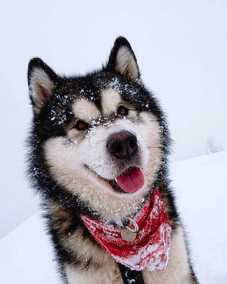Mahalo participe au concours pour gagner de l'argent avec cette photo : dog, husky, snow, red_bandana, outdoor, pet, animal, winter, fur, tongue_out, happy, cute, portrait, cold, smiling, nature, canine, fluffy, walking, snowy