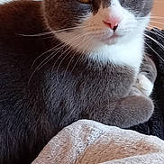 Jessica is registered to the contest to win money with this photo: animal, blanket, cat, closeup, cozy, domestic, ears, floor, fur, gray_cat, home, indoor, looking, mammal, pet, portrait, relaxed, resting, whiskers, white_fur