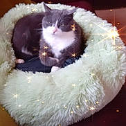 Jess joined the competition — help win amazing prizes! animal, cat, comfort, cozy, cushion, cute, domestic_cat, feline, fluffy, furry, gray_cat, indoor, pet_bed, relaxing, resting, sleepy, soft_texture, star_effects, twinkle, white_cat