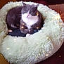 animal, cat, comfort, cozy, cushion, cute, domestic_cat, feline, fluffy, furry, gray_cat, indoor, pet_bed, relaxing, resting, sleepy, soft_texture, star_effects, twinkle, white_cat