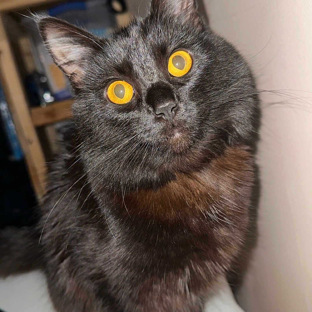 Raven is registered to the contest to win money with this photo: animal, black_cat, cat, close_up, curious, cute, domestic_animal, feline, fur, furniture, household, indoor, looking_up, mammal, pet, portrait, shelf, sitting, whiskers, yellow_eyes