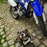 Zuma a rejoint le concours — aidez-le/la à gagner de superbes lots ! animal, black, blue, brick, building, cobblestone, collar, curious, dirt_bike, dog, grass, leisure, motorcycle, outdoor, pet, sidewalk, sitting, vehicle, white, yard