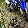 animal, black, blue, brick, building, cobblestone, collar, curious, dirt_bike, dog, grass, leisure, motorcycle, outdoor, pet, sidewalk, sitting, vehicle, white, yard