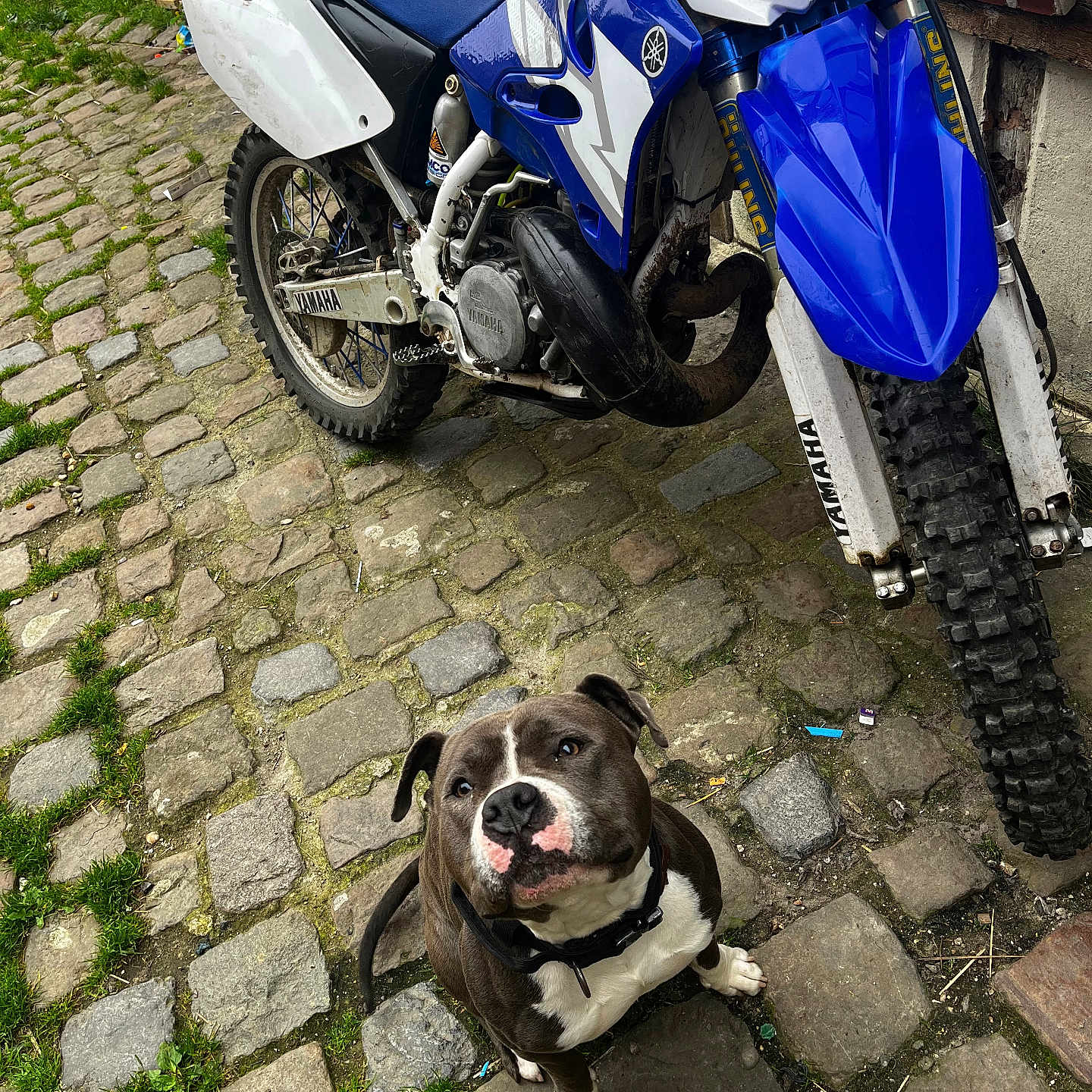 Zuma
