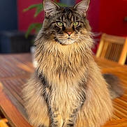 Téo a rejoint le concours — aidez-le/la à gagner de superbes lots ! cat, maine_coon, fluffy_fur, green_eyes, wooden_table, indoor, sunlight, blurred_background, feline, pet, sitting, portrait, long_hair, whiskers, ears, animal, furniture, closeup, domestic_cat, natural_light