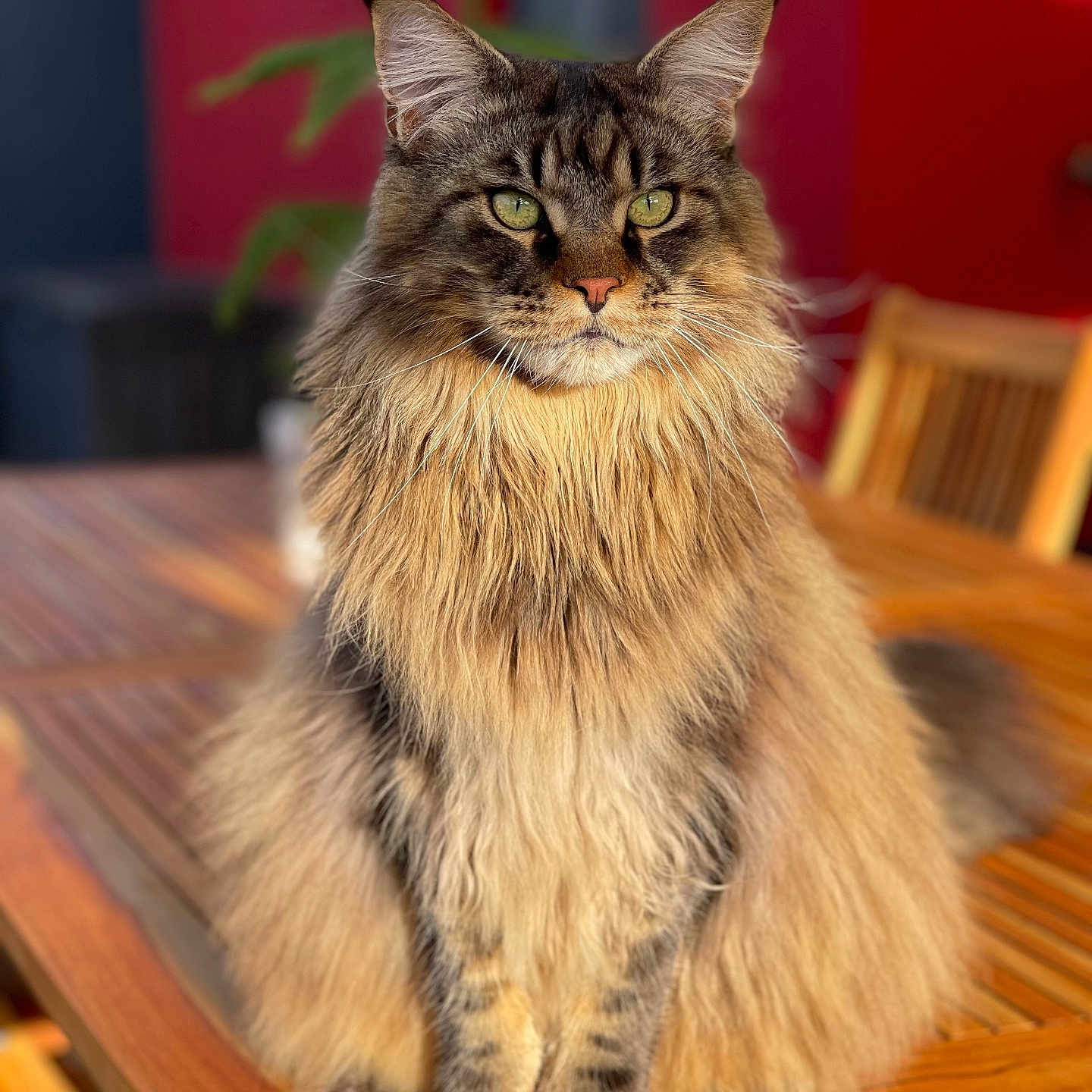 Téo a rejoint le concours — aidez-le/la à gagner de superbes lots ! animal, blurred_background, cat, closeup, domestic_cat, ears, feline, fluffy_fur, furniture, green_eyes, indoor, long_hair, maine_coon, natural_light, pet, portrait, sitting, sunlight, whiskers, wooden_table
