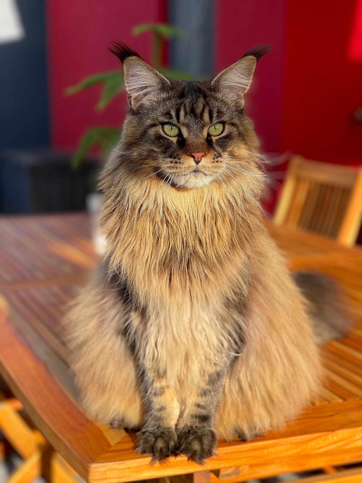 Téo a rejoint le concours — aidez-le/la à gagner de superbes lots ! cat, maine_coon, fluffy_fur, green_eyes, wooden_table, indoor, sunlight, blurred_background, feline, pet, sitting, portrait, long_hair, whiskers, ears, animal, furniture, closeup, domestic_cat, natural_light
