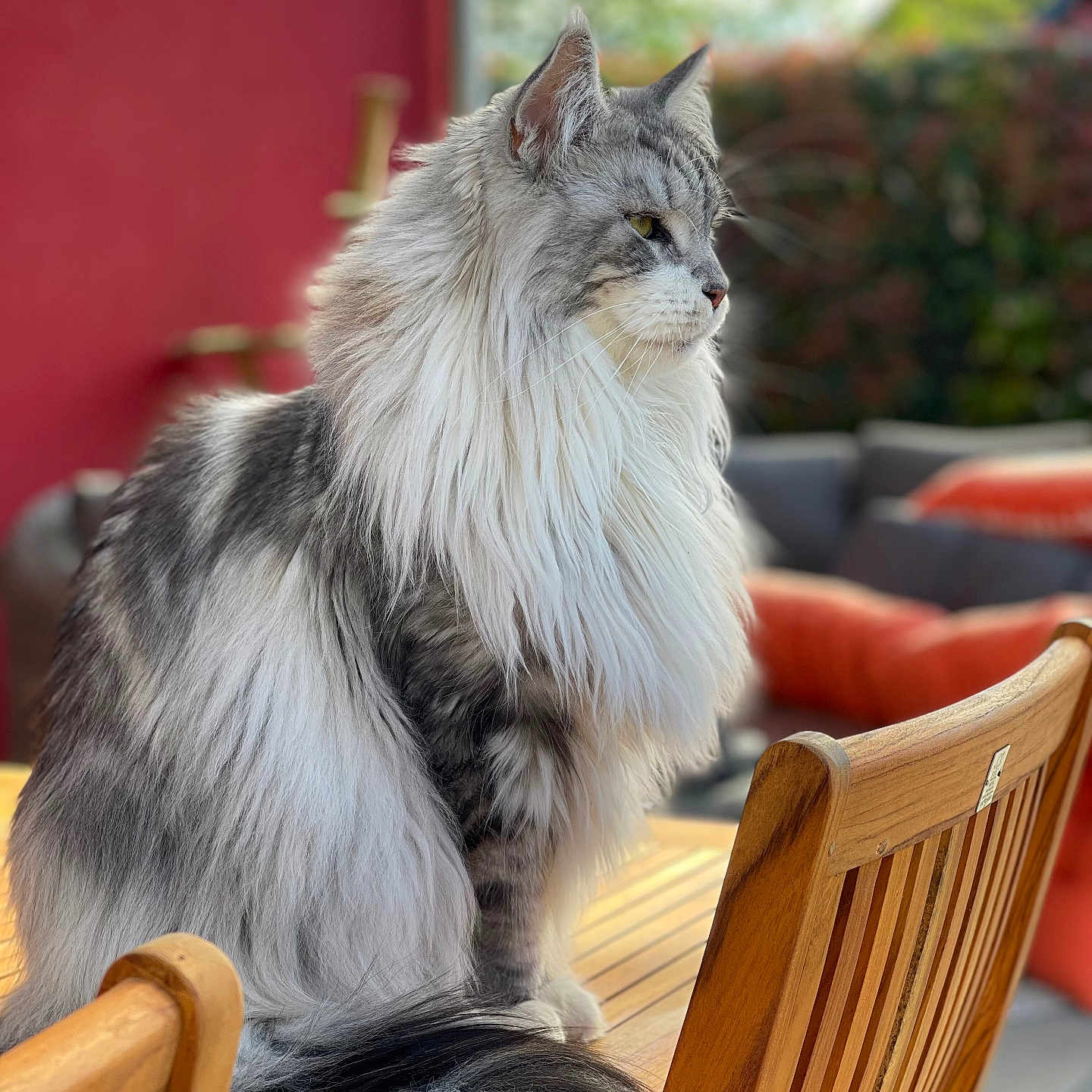 Shadou participe au concours pour gagner de l'argent avec cette photo : animal, calm, cat, chair, daylight, domestic, fluffy, furniture, gray, long_hair, nature, outdoor, pet, portrait, relaxed, side_view, sitting, tail, white, wooden_table