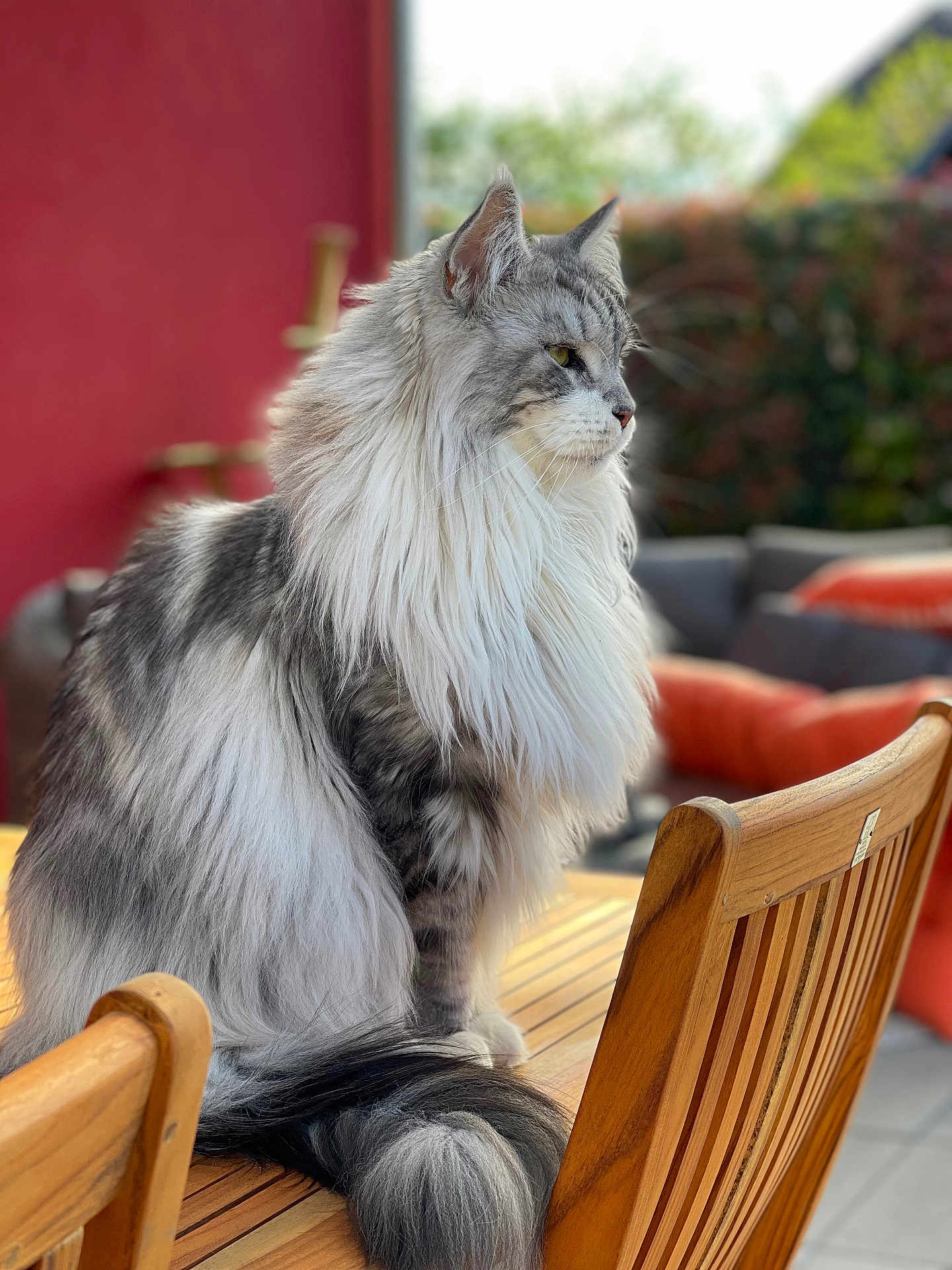 Shadou participe au concours pour gagner de l'argent avec cette photo : cat, fluffy, gray, white, long_hair, sitting, wooden_table, outdoor, furniture, chair, tail, pet, animal, domestic, relaxed, portrait, side_view, nature, daylight, calm