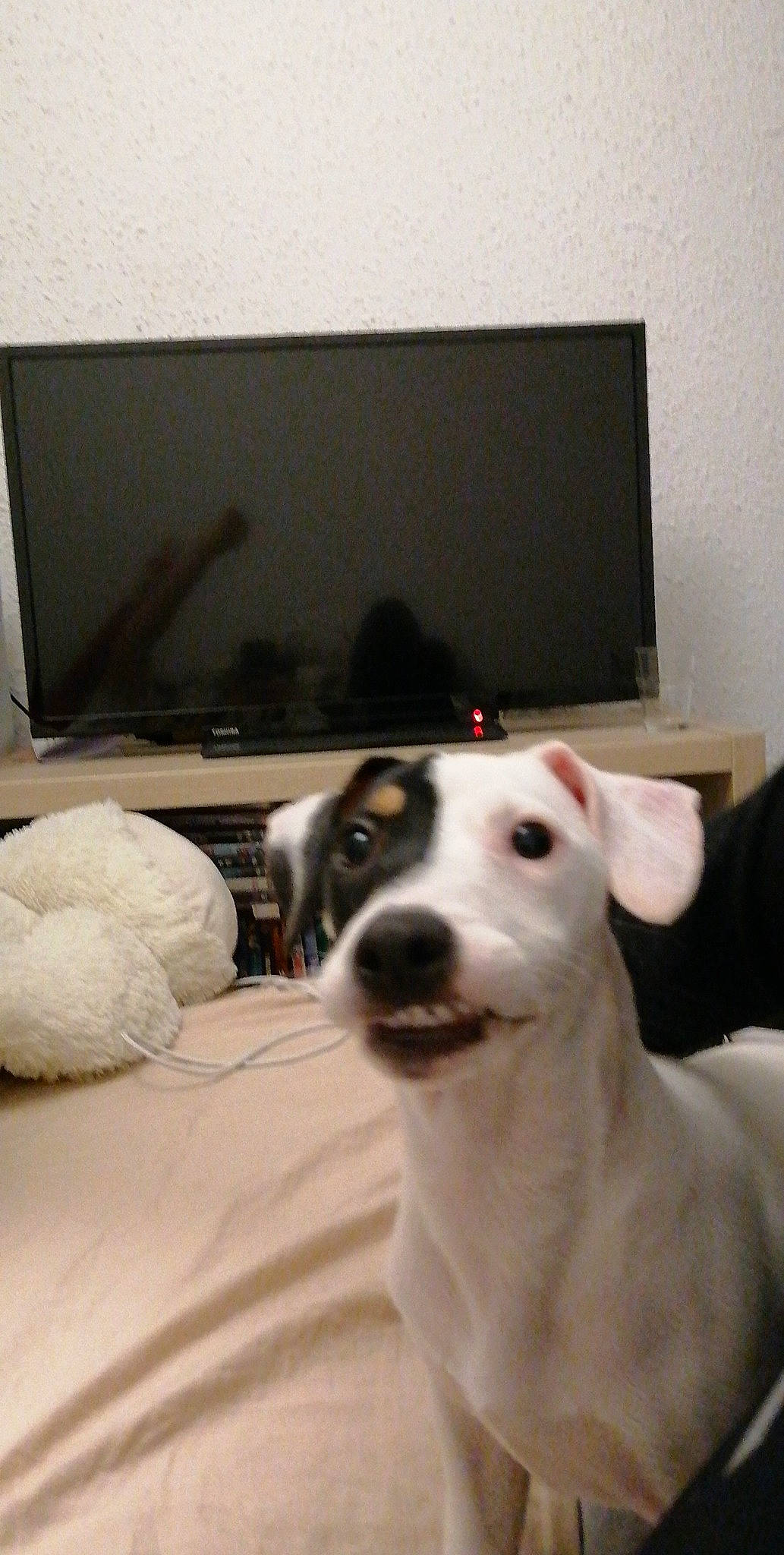 Prince Et Ruby participe au concours pour gagner de l'argent avec cette photo : audio_equipment, carnivore, collar, comfort, companion_dog, computer, computer_keyboard, computer_monitor, dog, dog_breed, gadget, input_device, output_device, peripheral, rampur_greyhound, sighthound, snout, sporting_group, whiskers, working_animal