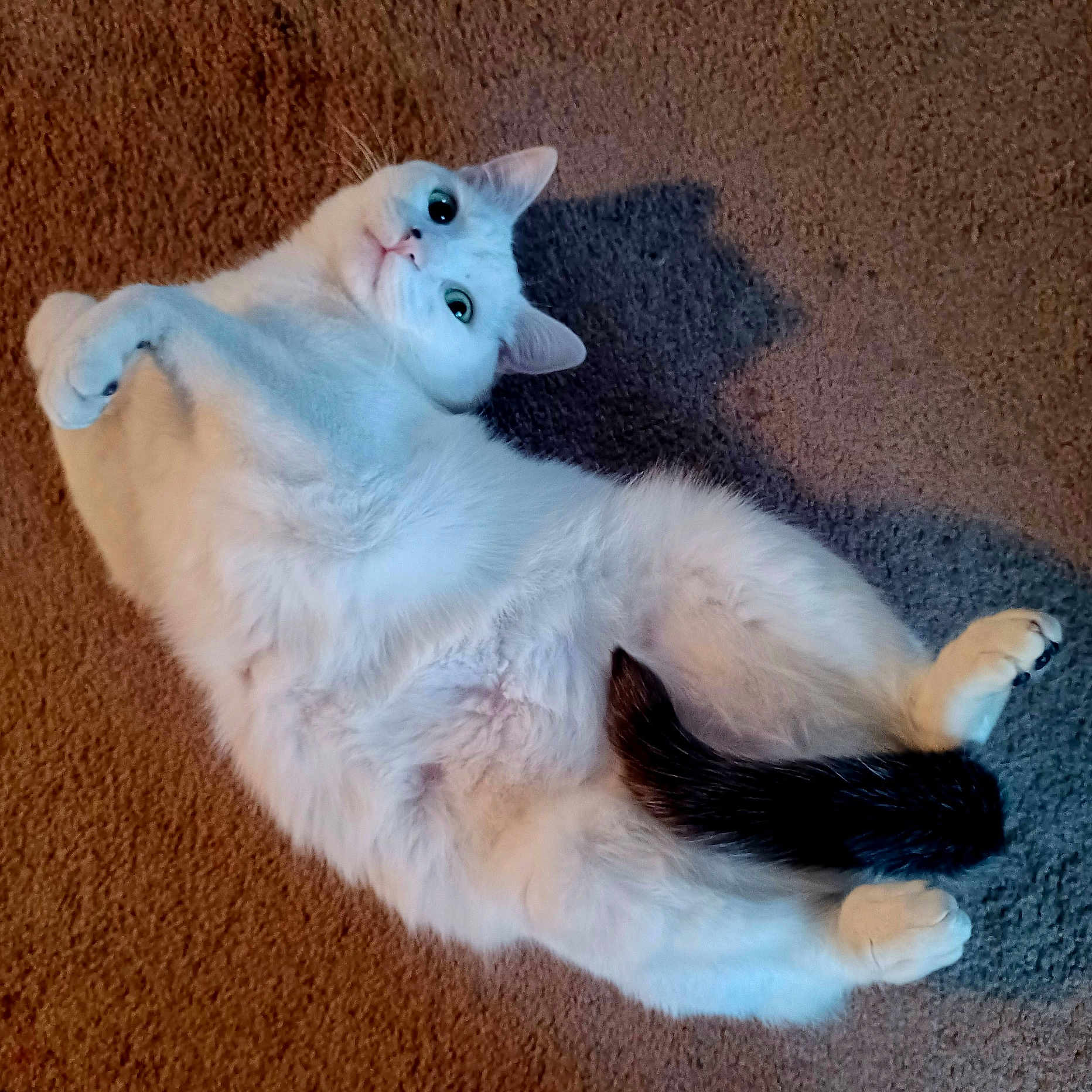 Mr. Noodles
