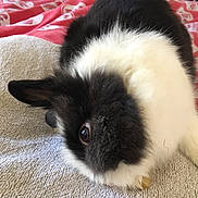 Messi participe au concours pour gagner de l'argent avec cette photo : black, domestic_rabbit, fur, rabbit, rabits_and_hares, skin, snout, whiskers