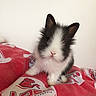 Messi a rejoint le concours — aidez-le/la à gagner de superbes lots ! cat, cat_like_mammal, domestic_rabbit, mammal, rabbit, rabits_and_hares, small_to_medium_sized_cats, vertebrate, whiskers