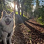 Archie a rejoint le concours — aidez-le/la à gagner de superbes lots ! animal, canine, daylight, dog, fluffy, forest, happy, hiking, leaves, nature, outdoor, path, pet, shadow, smiling, sunbeam, sunlight, trees, walking, woods