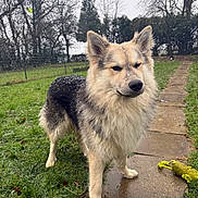 Archie a rejoint le concours — aidez-le/la à gagner de superbes lots ! dog, animal, outdoor, grass, pathway, snow, winter, toy, pet, canine, fur, playful, garden, nature, walking, daylight, tree, leaf, wet, background