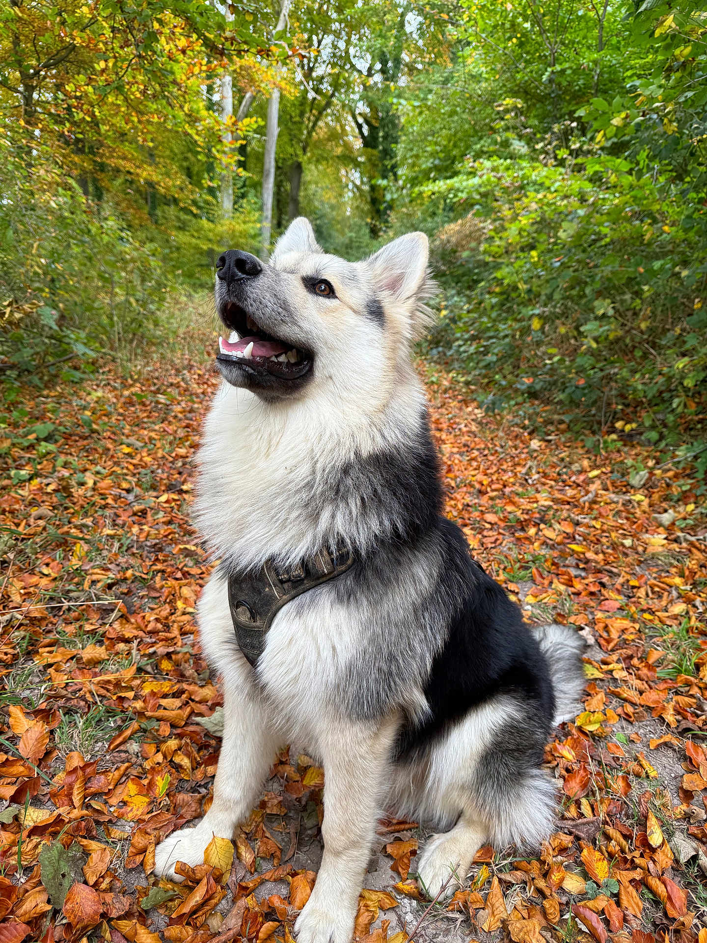 Archie participe au concours pour gagner de l'argent avec cette photo : dog, canine, sitting, outdoor, forest, autumn, leaves, nature, path, happy, pet, fur, fluffy, black, white, brown, animal, muzzle, ears, collar