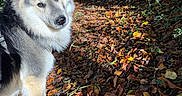 Archie participe au concours pour gagner de l'argent avec cette photo : animal, autumn, canine, daylight, dog, fall, forest, fur, greenery, leaves, looking, mammal, nature, outdoor, path, pet, scenery, sunlight, tree, walking