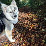 Archie participe au concours pour gagner de l'argent avec cette photo : animal, autumn, canine, daylight, dog, fall, forest, fur, greenery, leaves, looking, mammal, nature, outdoor, path, pet, scenery, sunlight, tree, walking