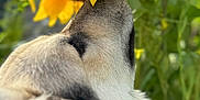 Archie a rejoint le concours — aidez-le/la à gagner de superbes lots ! animal, bright, canine, closeup, daylight, dog, flower, fur, garden, grass, greenery, head, nature, outdoor, pet, plant, sniffing, summer, sunflower, yellow