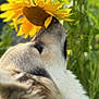 animal, bright, canine, closeup, daylight, dog, flower, fur, garden, grass, greenery, head, nature, outdoor, pet, plant, sniffing, summer, sunflower, yellow