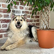 Archie participe au concours pour gagner de l'argent avec cette photo : animal, braided_trunk, brick_wall, canine, companion, cozy, dog, domestic_animal, floor, fluffy, fur, happy, indoor, pet, plant, potted_plant, relaxed, resting, smiling, tile_floor
