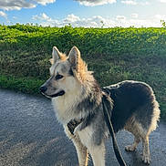 Archie participe au concours pour gagner de l'argent avec cette photo : alert, animal, blue_sky, canine, clouds, daylight, dog, fur, grass, greenery, leash, nature, outdoor, pavement, pet, portrait, shadow, side_view, sunlight, walking