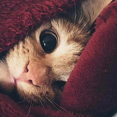 Sammy
