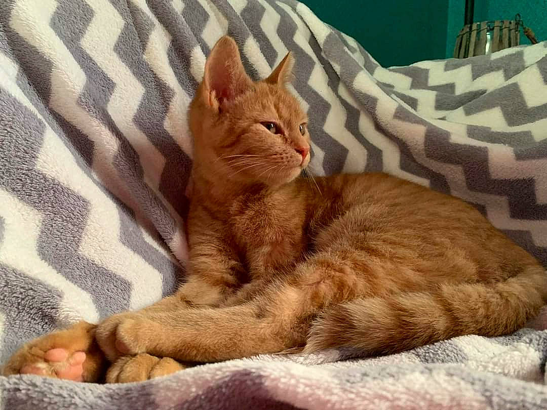 Sammy participe au concours pour gagner de l'argent avec cette photo : bed, carnivore, cat, cat_supply, claw, comfort, domestic_short_haired_cat, fawn, felidae, fur, linens, nap, paw, pet_supply, sitting, small_to_medium_sized_cats, snout, tail, terrestrial_animal, whiskers