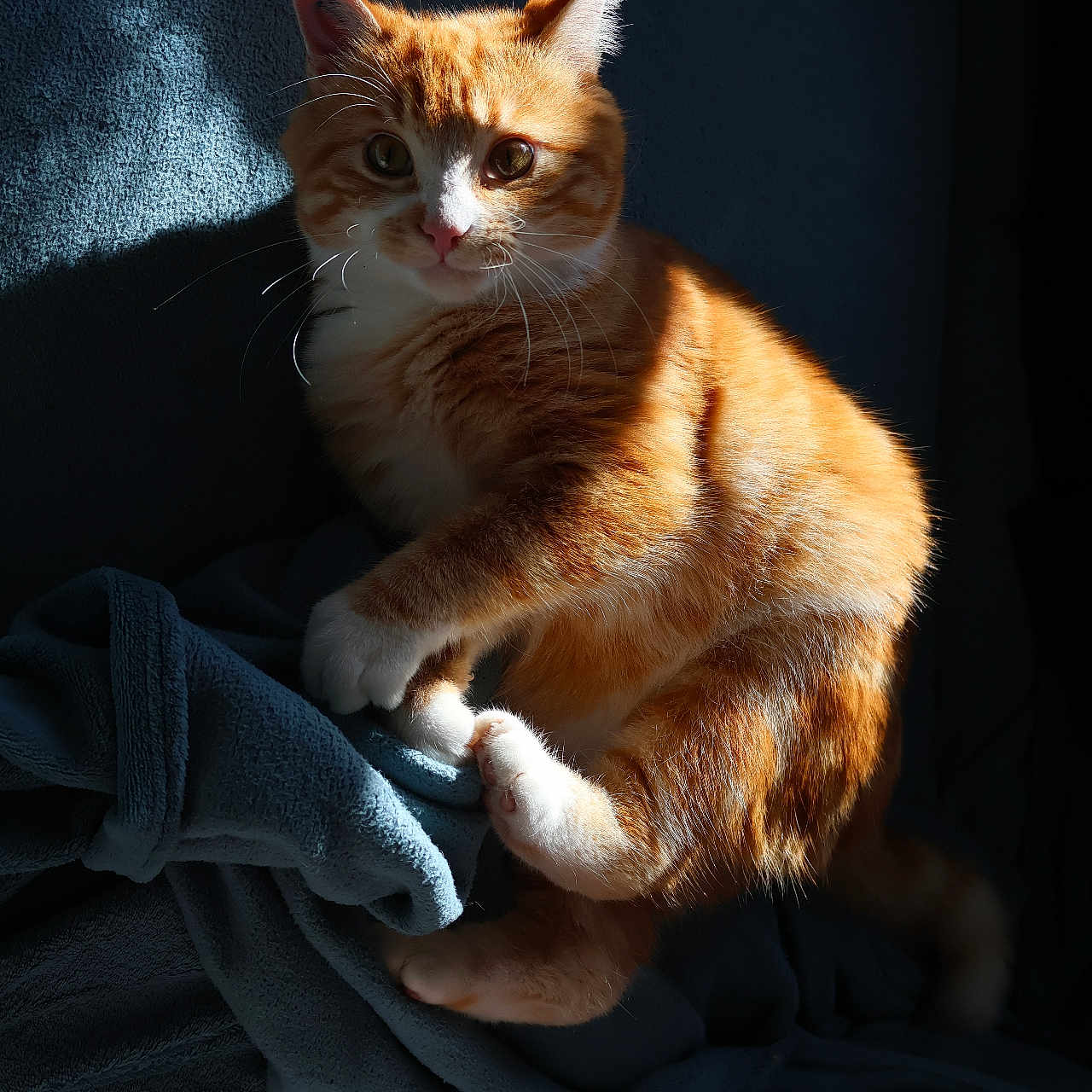 Pouilly a rejoint le concours — aidez-le/la à gagner de superbes lots ! animal, blanket, blue_blanket, cat, cozy, cute, domestic_cat, feline, fur, indoor, orange_cat, pet, portrait, relaxed, resting, shadow, soft_texture, sunlight, whiskers, white_paws