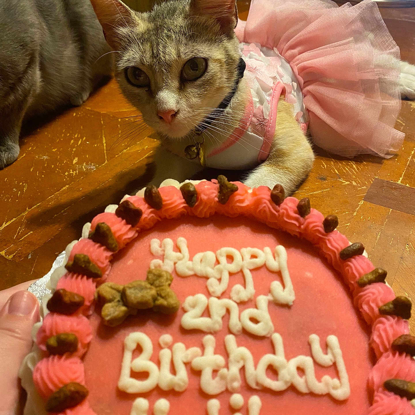 Nala is registered to the contest to win money with this photo: abyssinian, animal, birthdaycake, cake, canine, cat, cream, dessert, dog, face, food, head, icing, kitten, person, pet, photography, portrait, sweets, torte
