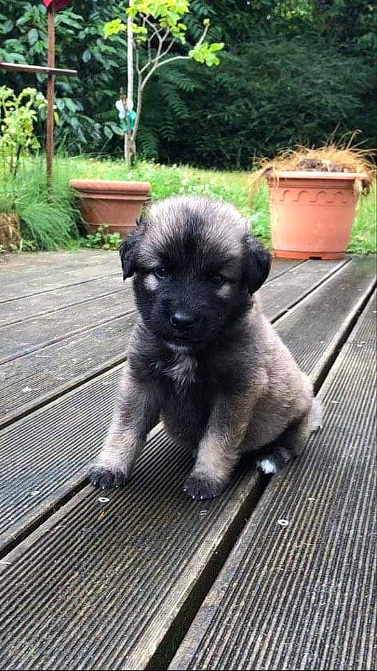 Nuno participe au concours pour gagner de l'argent avec cette photo : canidae, carnivore, companion_dog, dog, dog_breed, fawn, felidae, flowerpot, fur, grass, houseplant, plant, snout, sporting_group, tail, terrestrial_animal, toy_dog, whiskers, wood, working_animal