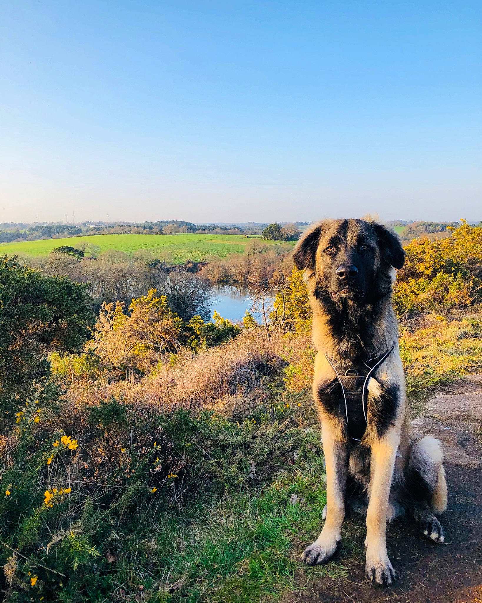 Nuno a rejoint le concours — aidez-le/la à gagner de superbes lots ! carnivore, dog, dog_breed, fawn, flower, grass, grassland, hill, horizon, landscape, natural_landscape, plant, prairie, rock, sky, soil, sporting_group, sunlight, water, working_animal