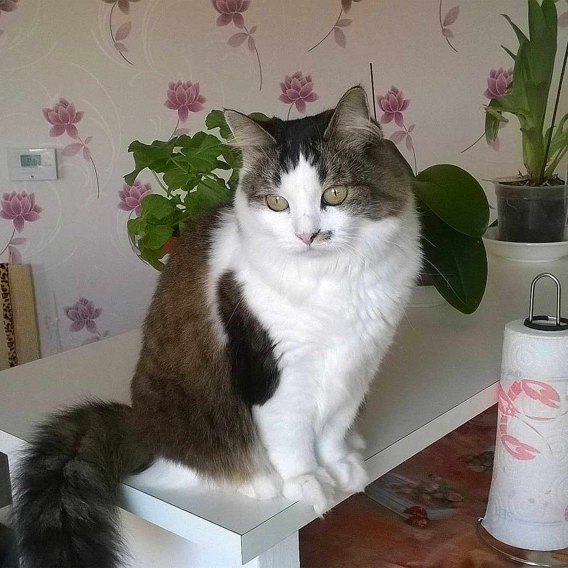 Câline