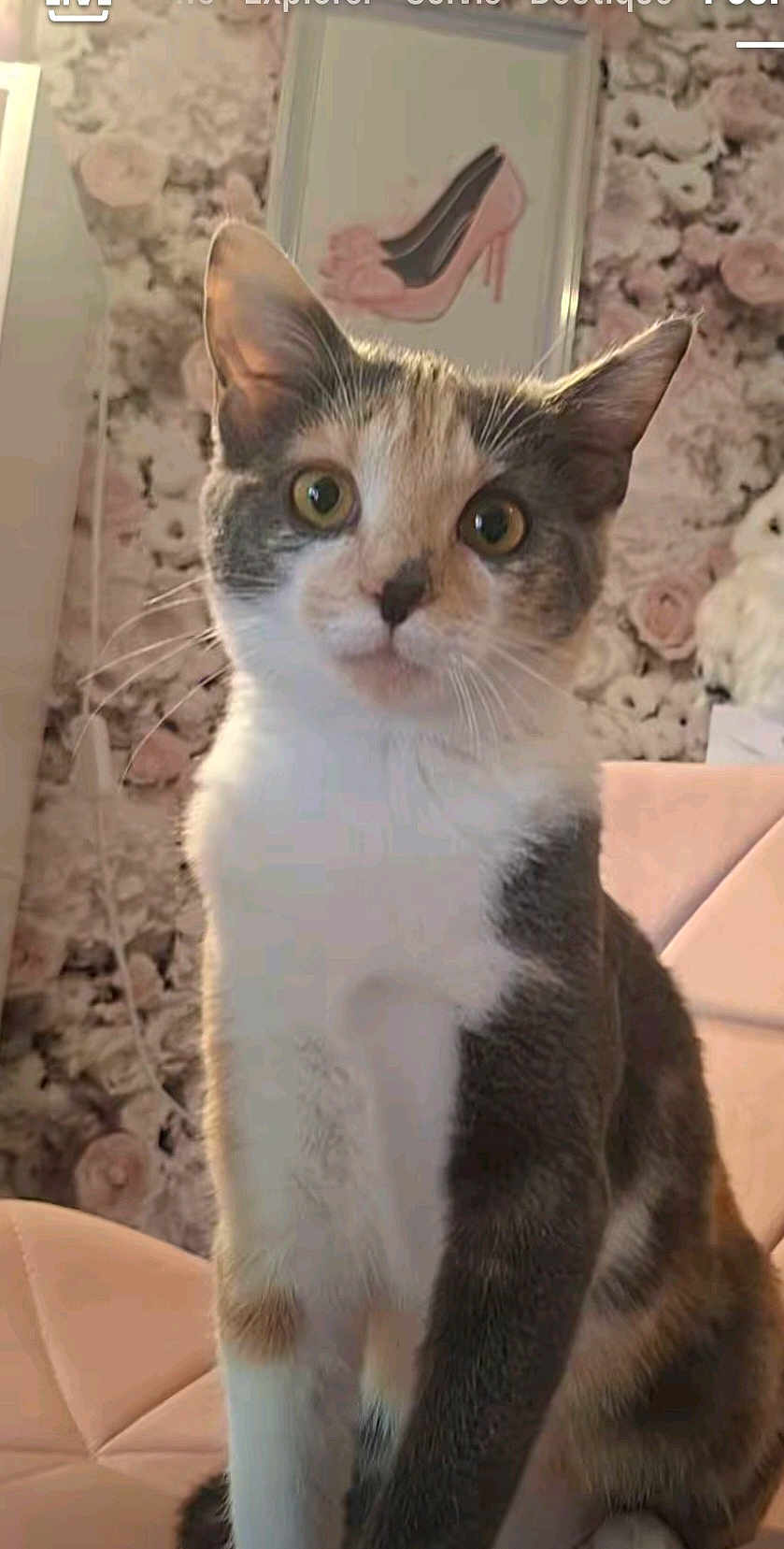 Pepper participe au concours pour gagner de l'argent avec cette photo : cat, calico, pet, animal, indoor, chair, pink, floral_wallpaper, framed_picture, high_heel_shoe, curious, feline, whiskers, ears, fur, domestic_cat, portrait, cute, sitting, home