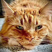 Cheeto is registered to the contest to win money with this photo: cat, orange_tabby, close_up, green_eyes, whiskers, fluffy_fur, carpet, pet, animal, mammal, feline, cute, domestic_cat, portrait, relaxed, lying_down, indoor, soft_texture, focused, whisker_detail