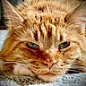 cat, orange_tabby, close_up, green_eyes, whiskers, fluffy_fur, carpet, pet, animal, mammal, feline, cute, domestic_cat, portrait, relaxed, lying_down, indoor, soft_texture, focused, whisker_detail