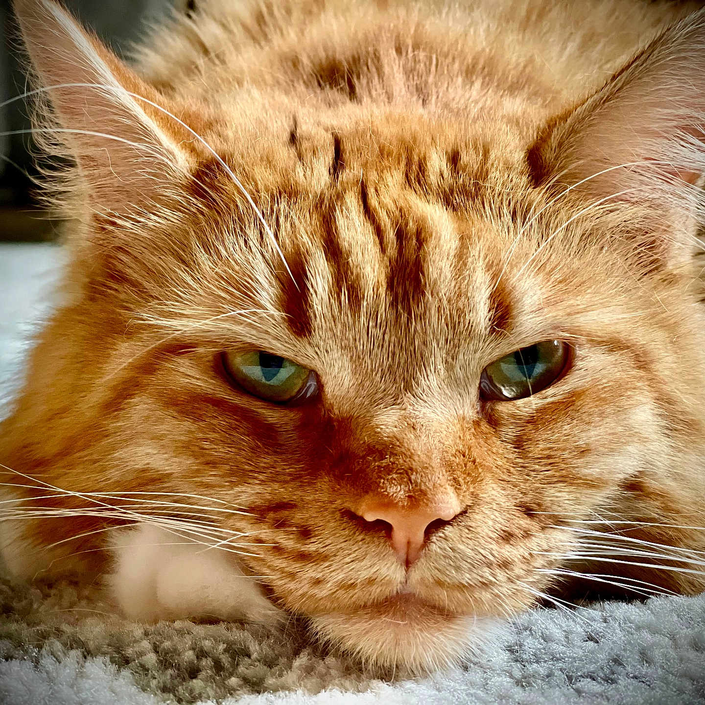Cheeto
